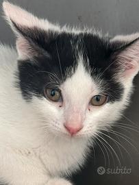 Licia gattina bianco nera