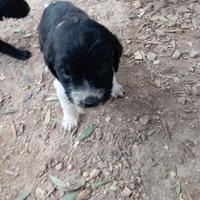 Cucciolo x compagnia o caccia