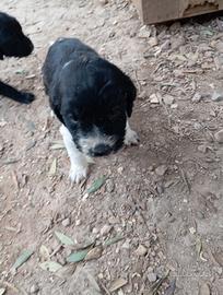 Cucciolo x compagnia o caccia