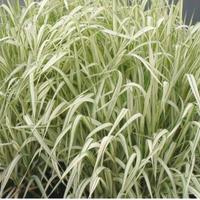 piante di Gliceria Maxima Variegata 