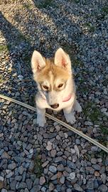 Husky