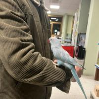 Parrocchetti allevati a mano mutazione particolare