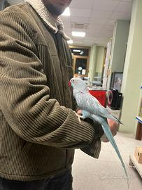 Parrocchetti allevati a mano mutazione particolare