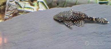 Ancistrus come pleco pesci pulitori acquario