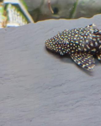 Ancistrus come pleco pesci pulitori acquario