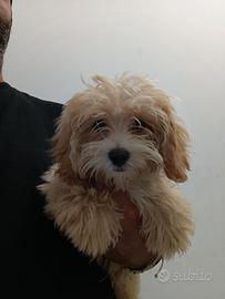Maltipoo albicocca chiaro maltese barboncino toy
