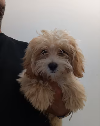 Maltipoo albicocca chiaro maltese barboncino toy