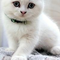 Gatti schottish straight /fold /color liliac e poi