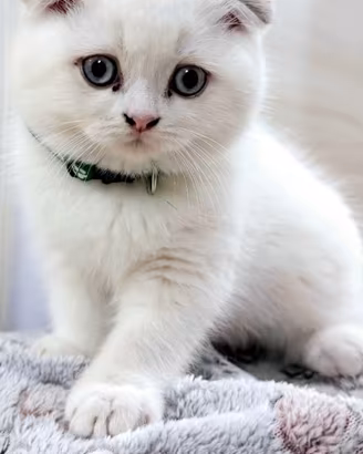 Gatti schottish straight /fold /color liliac e poi