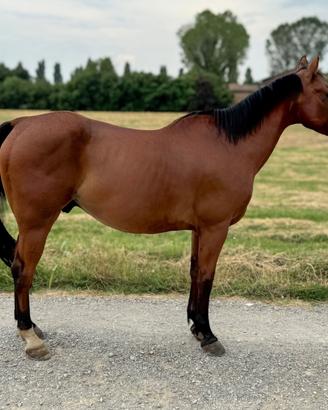 Cavallo castrone quarter 11 anni Gimkana Western