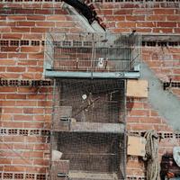 Voliere di diverse dimensioni