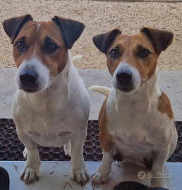 Cani Jack Russel Terrier