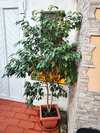 pianta di Ficus alta 180