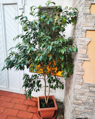 pianta di Ficus alta 180