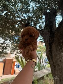 Teacup