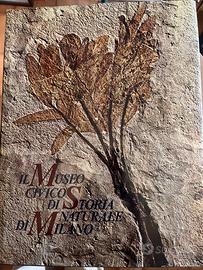 Libro Il museo civico di storia naturale di Milano