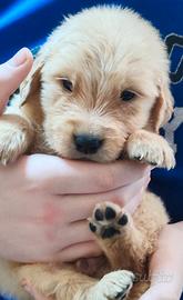 Cuccioli golden retriever