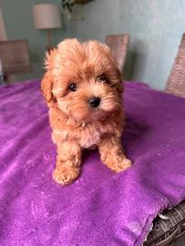 Maltipoo splendidi genitori testati e con pedigree