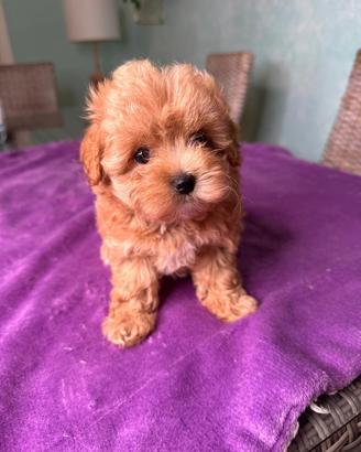 Maltipoo splendidi genitori testati e con pedigree