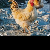 Galline Pollastri o pulcini