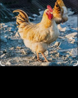 Galline Pollastri o pulcini