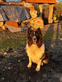 Border Collie per monta