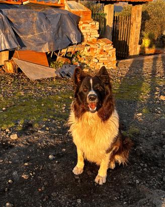 Border Collie per monta