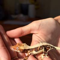 Ciliatus Lilly white