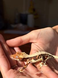 Ciliatus Lilly white