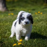 Cucciolo maschio due mesi