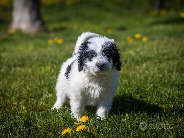 Cucciolo maschio due mesi