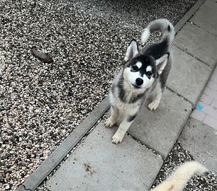 Cuccioli di Siberian Husky con pedigree