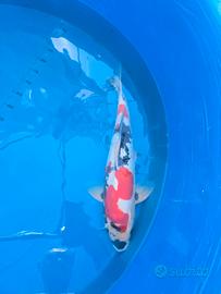 Koi showa doitsu
