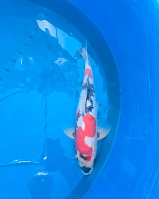 Koi showa doitsu