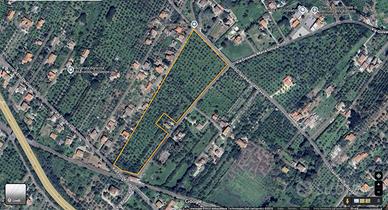 Lotto edificabile 3,5 ettari di Uliveto