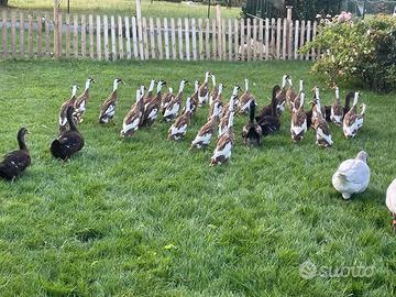 Maschi anatre corritrici