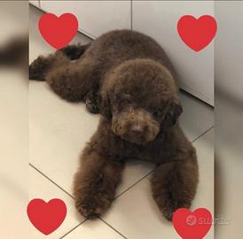 Cuccioli Lagotto Romagnolo pedigree Roy