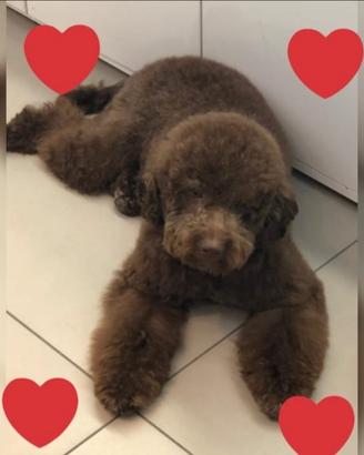 Cuccioli Lagotto Romagnolo pedigree Roy