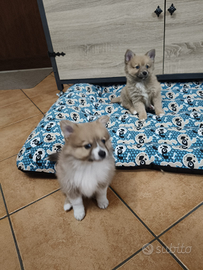 Cuccioli Spitz di pomerania