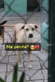 Bruzio 5 anni simil labrador 25 kg
