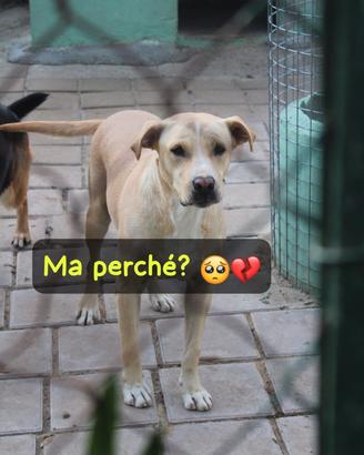 Bruzio 5 anni simil labrador 25 kg