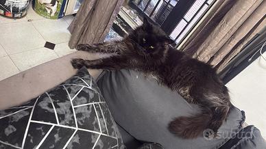 MAINE COON XXL Top genetica