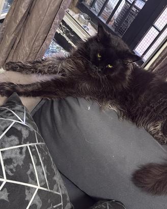 MAINE COON XXL Top genetica