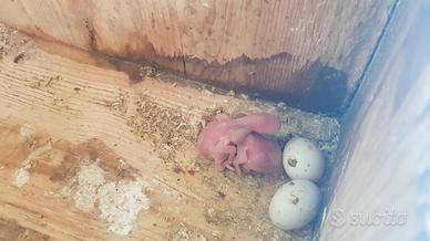 Parrocchetto dal collare