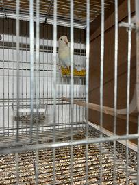 Inseparabili roseicollis