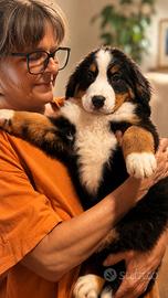 Cucciola di Bovaro del Bernese