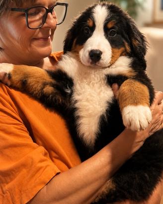 Cucciola di Bovaro del Bernese