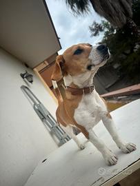 Jack Russel Beagle