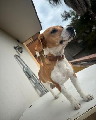 Jack Russel Beagle