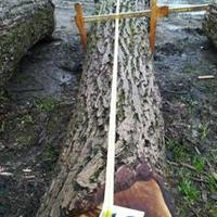 Tronchi di noce nazionale